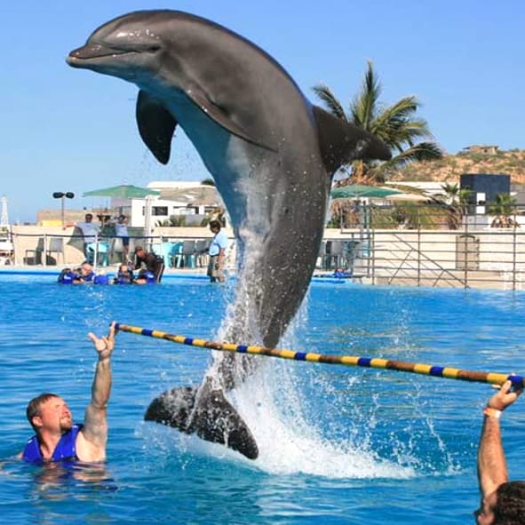 Nado con Delfines en Los Cabos